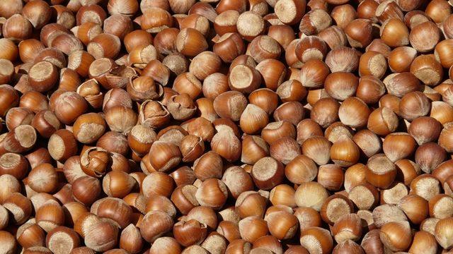 Fındık verimliliğini arttırmak için yatırımlara devam