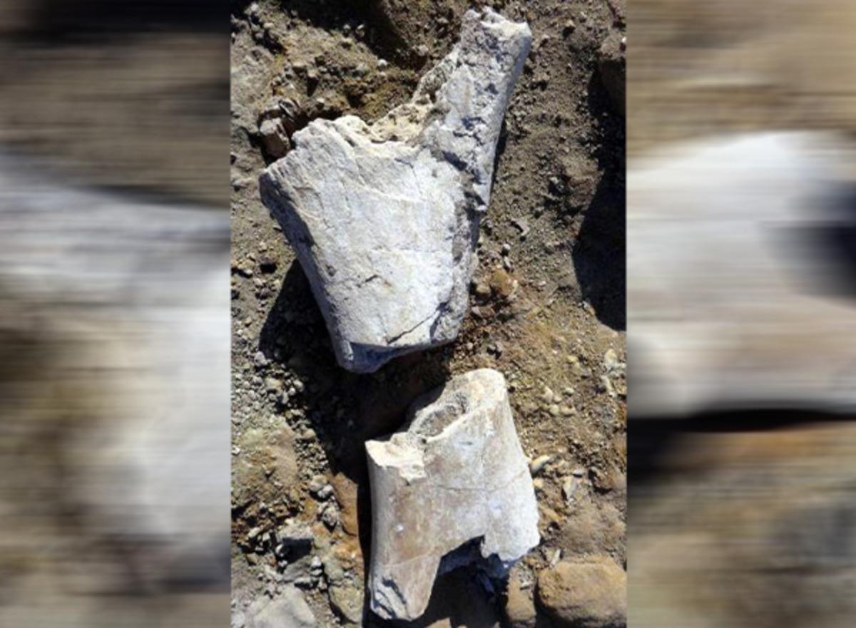 Kayseri'de bulundu! 7,5 milyon yıllık