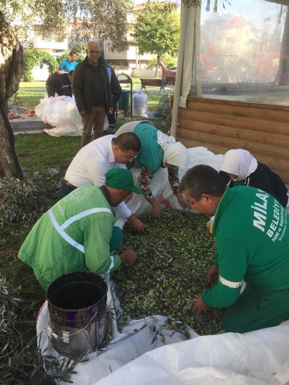 İlk hasat Başkandan
