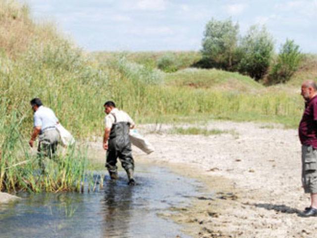 En hakiki Survivor 1