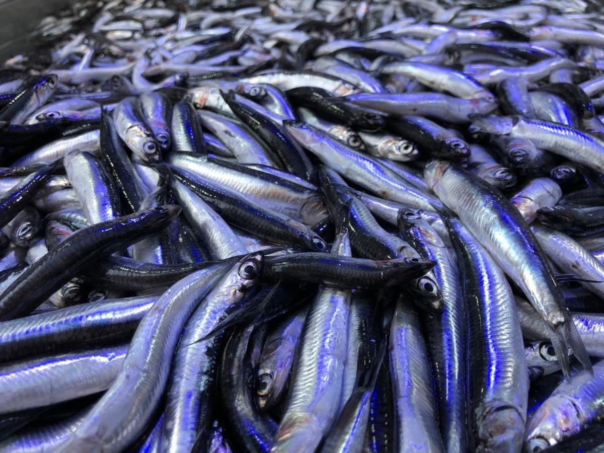 Karadeniz&rsquo;de hamsi yeniden y&uuml;kselişte