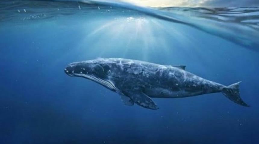 TBMM mavi balina raporu aileleri korktu