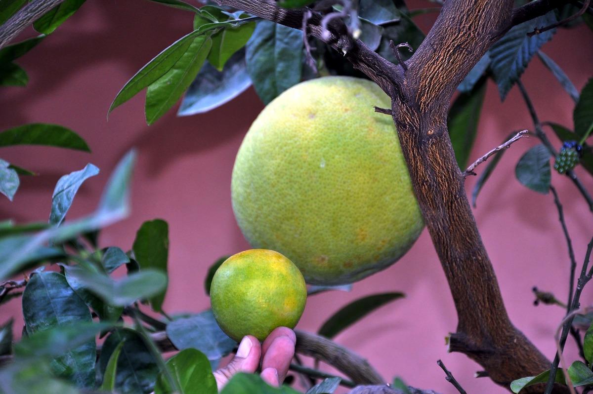 'Şadok', g&ouml;renleri şaşırtıyor