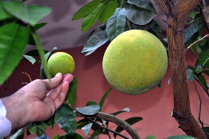 'Şadok', görenleri şaşırtıyor G1