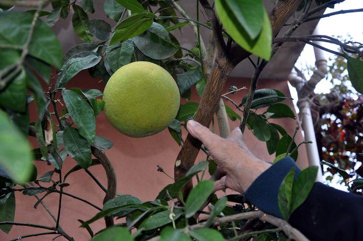 'Şadok', görenleri şaşırtıyor G3