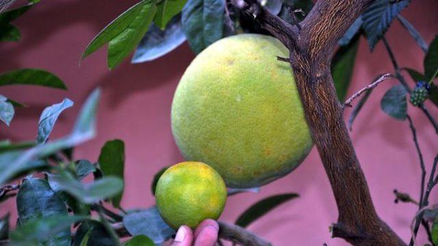 'Şadok' görenleri şaşırtıyor