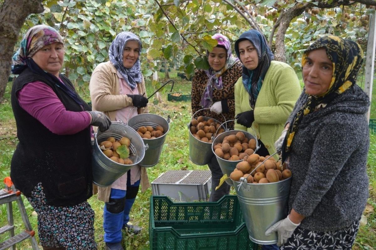 (&Ouml;zel) Bataklık araziden tonlarca kivi hasadına