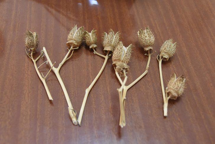 İki kişi hastanelik olmuştu! 'Tatula' bitkisi için çok zehirli uyarısı geldi G2