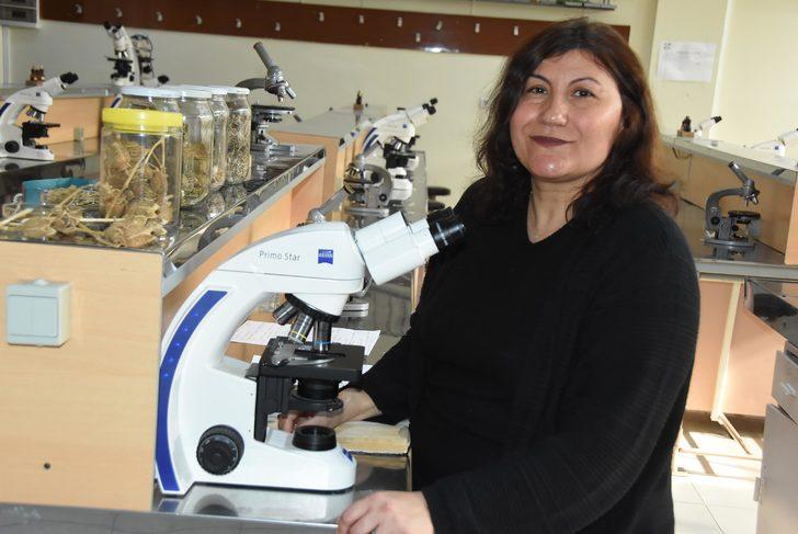 İki kişi hastanelik olmuştu! 'Tatula' bitkisi için çok zehirli uyarısı geldi G3