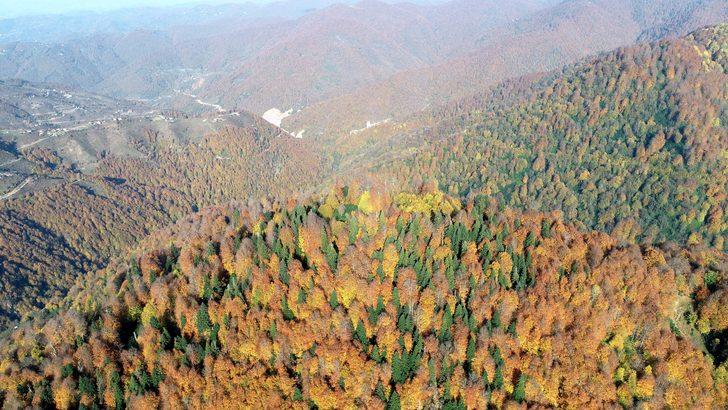 Gümeli’de sonbahar ayrı güzel! G1