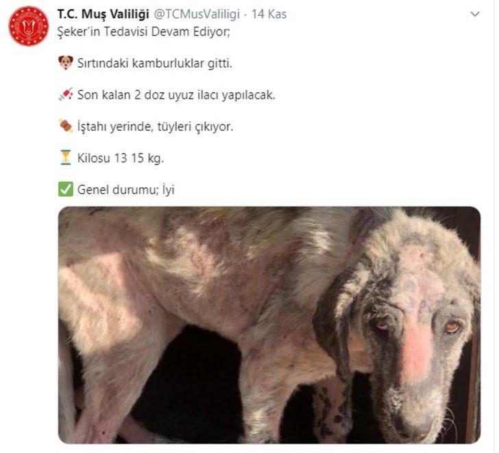 Belediye personelinin eziyet ettiği köpeği vali sahiplendi G1