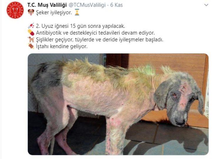 Belediye personelinin eziyet ettiği köpeği vali sahiplendi G2