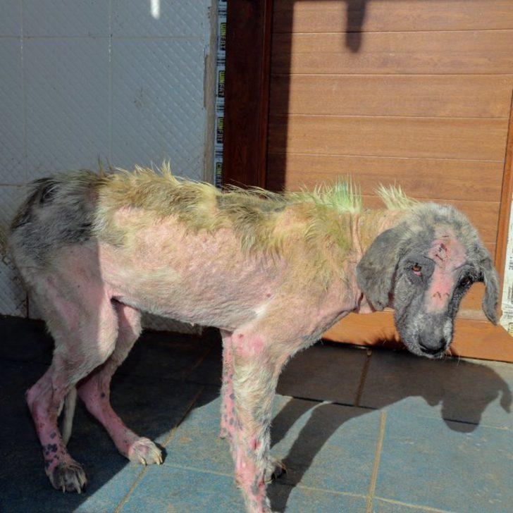 Belediye personelinin eziyet ettiği köpeği vali sahiplendi G3