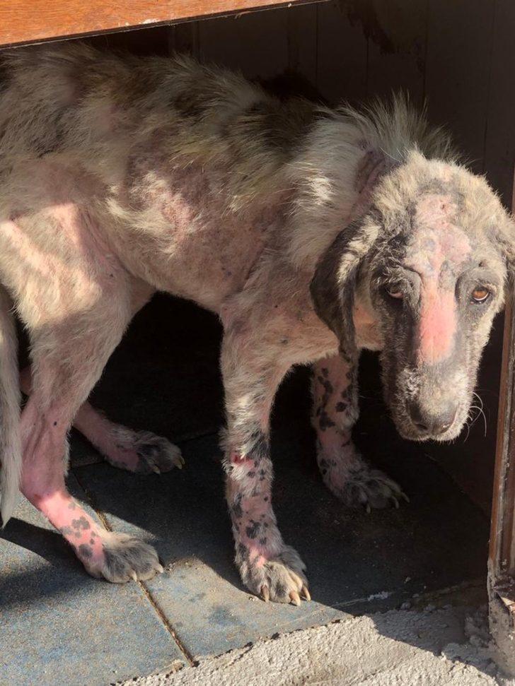 Belediye personelinin eziyet ettiği köpeği vali sahiplendi G4