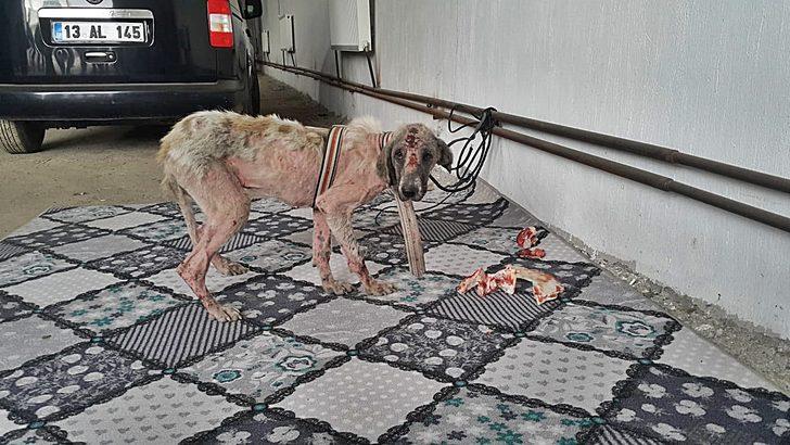 Belediye personelinin eziyet ettiği köpeği vali sahiplendi G5