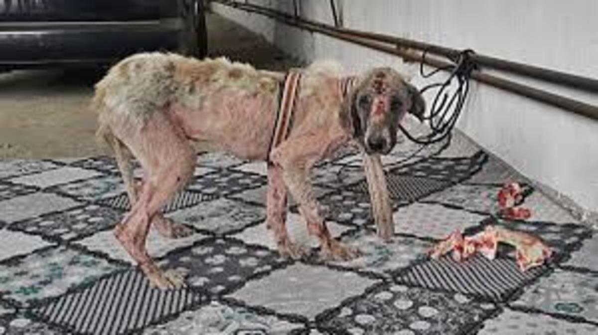 Belediye personelinin eziyet ettiği k&ouml;peği vali sahiplendi