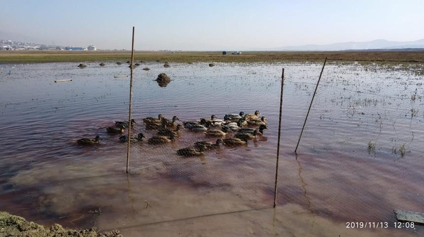 Ka&ccedil;ak yabani &ouml;rdek avcısı yakalandı