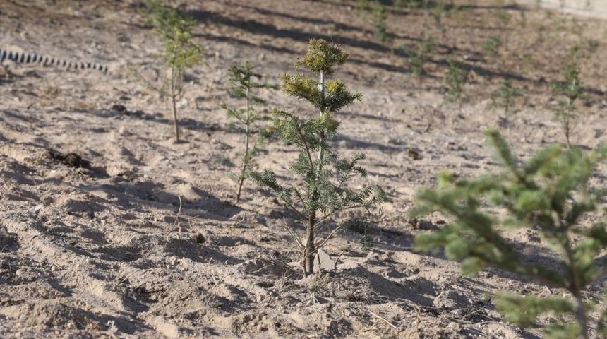 Nevşehir&rsquo;de yeni doğanlar ve vefat edenler i&ccedil;in fidan dikilecek