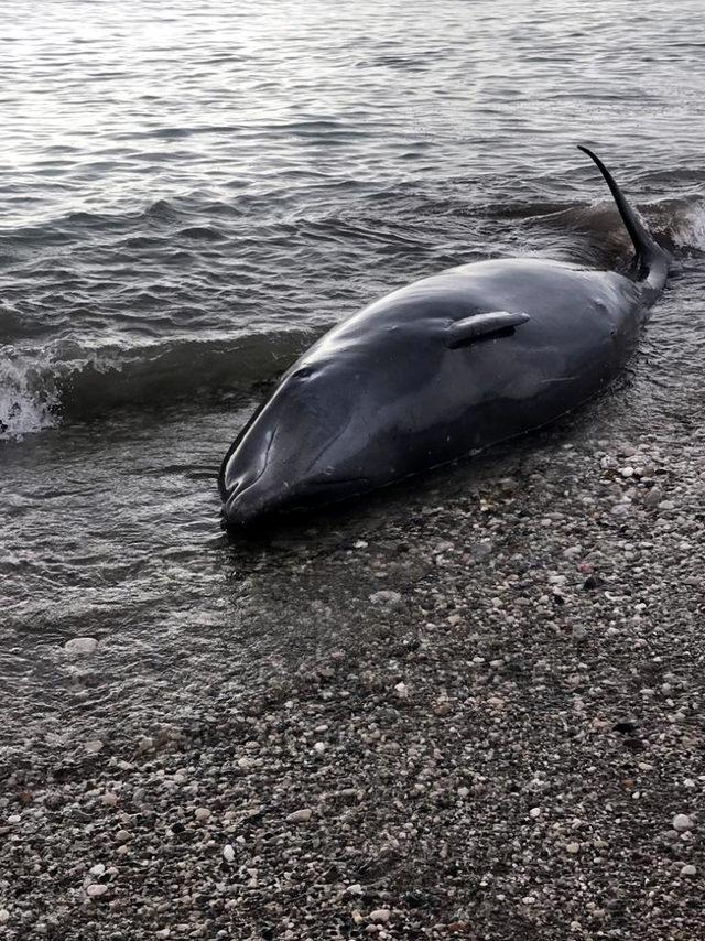 Kıyıya vuran balina, kurtarılarak denize bırakıldı