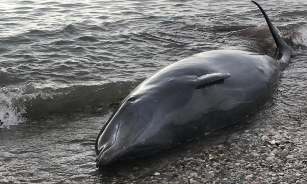 Antalya'da sahile vuran dev balina kurtarıldı