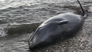 Antalya'da sahile vuran dev balina kurtarıldı