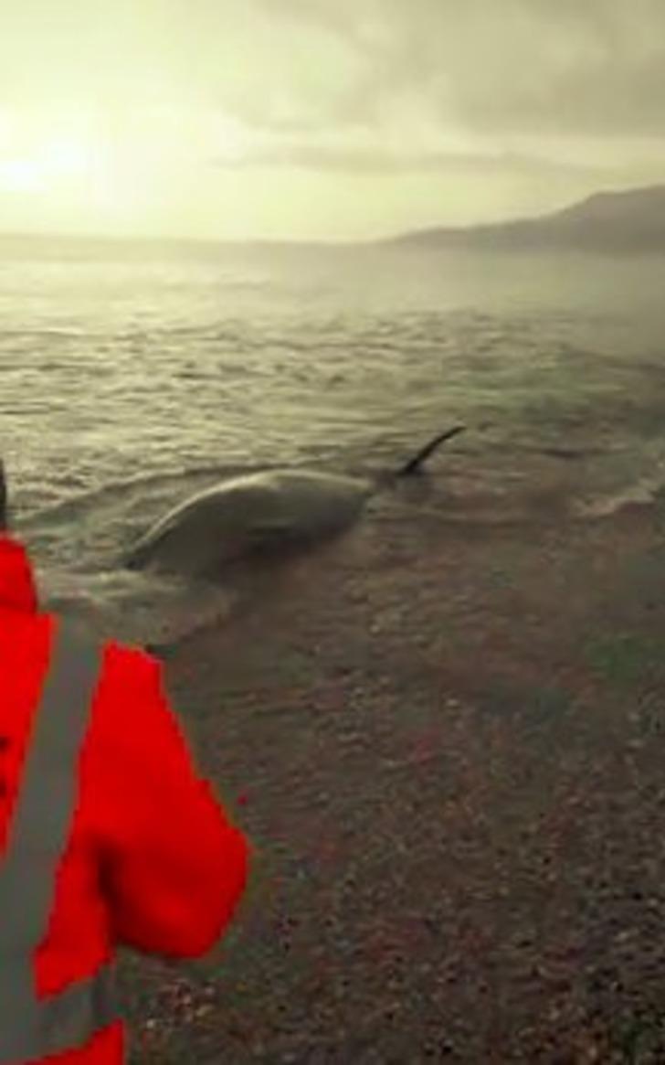 Antalya'da sahile vuran dev balina kurtarıldı G1