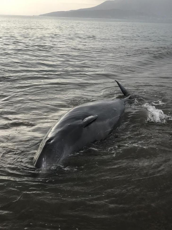 Antalya'da sahile vuran dev balina kurtarıldı G2