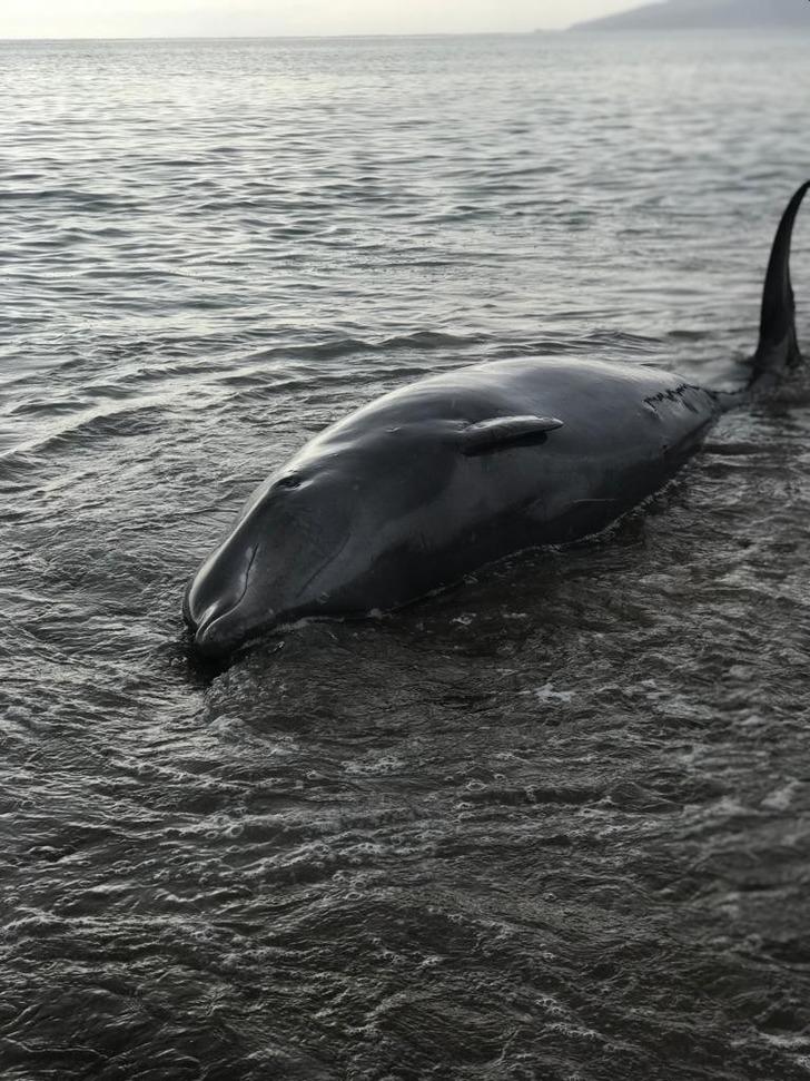 Antalya'da sahile vuran dev balina kurtarıldı G3
