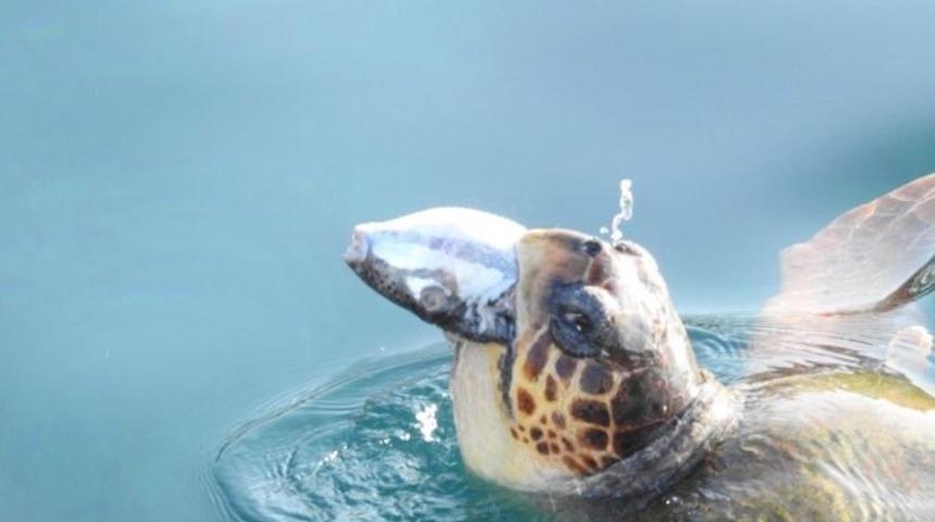 Validen dikkat çeken balon balığı paylaşımı