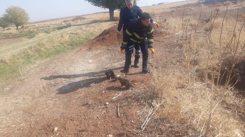 5 k&ouml;pek yavrusunu &ccedil;uvala koyarak foseptik &ccedil;ukuruna attılar