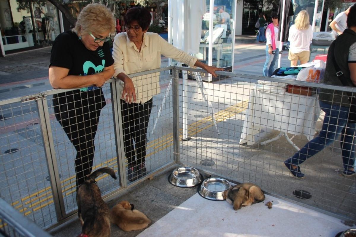 Sokak hayvanları g&ouml;r&uuml;c&uuml;ye &ccedil;ıktı