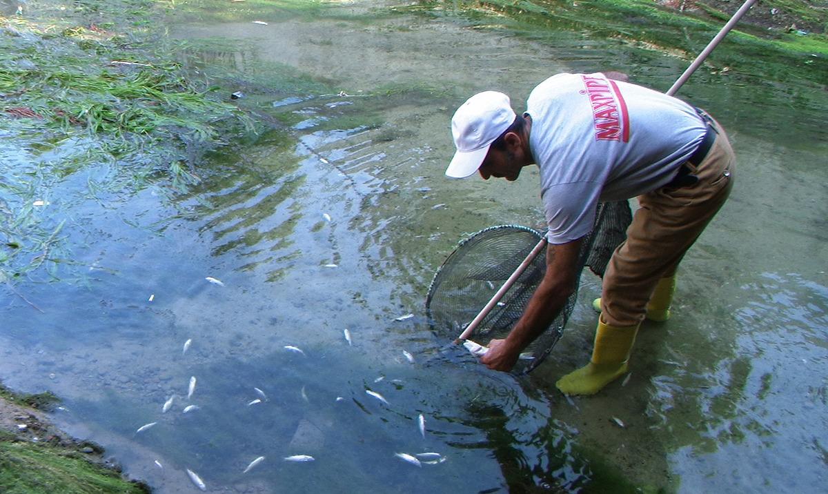 Mersin'de korkutan g&ouml;r&uuml;nt&uuml;! Y&uuml;zlerce balık telef oldu