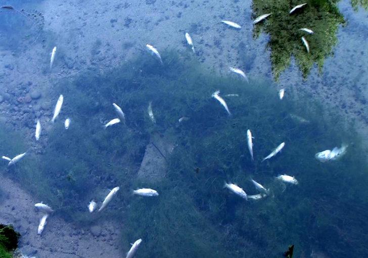 Mersin'de korkutan görüntü! Yüzlerce balık telef oldu G2