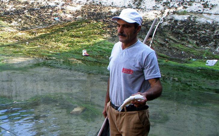 Mersin'de korkutan görüntü! Yüzlerce balık telef oldu G3