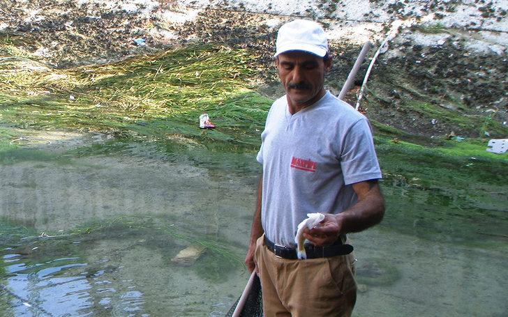 Mersin'de korkutan görüntü! Yüzlerce balık telef oldu G4