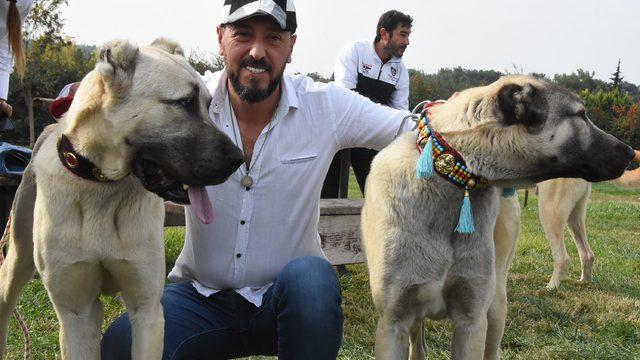 İzmir'de 'Türk Çoban Köpekleri Irk Standartları Yarışması'