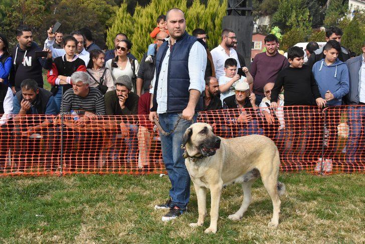İzmir'de çoban köpekleri yarıştı! G4