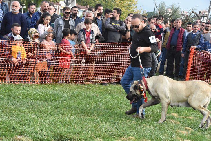 İzmir'de çoban köpekleri yarıştı! G3