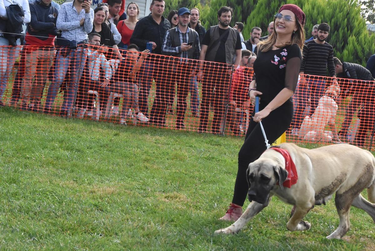İzmir'de &ccedil;oban k&ouml;pekleri yarıştı!