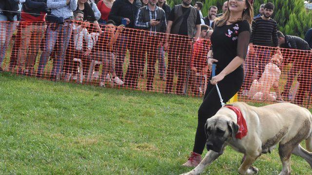 İzmir'de çoban köpekleri yarıştı!