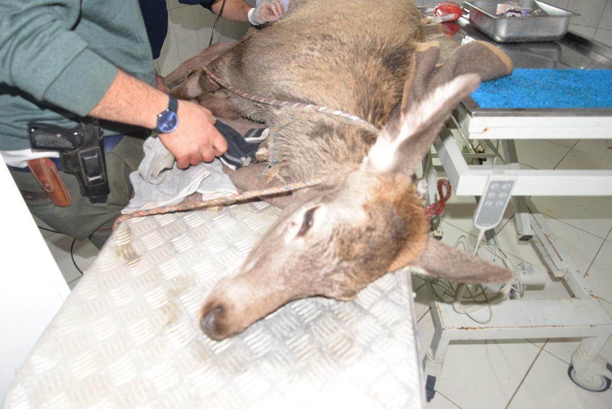 V&uuml;cudundan 60'a yakın sa&ccedil;ma &ccedil;ıkartıldı! Yaralı geyik kurtarıldı