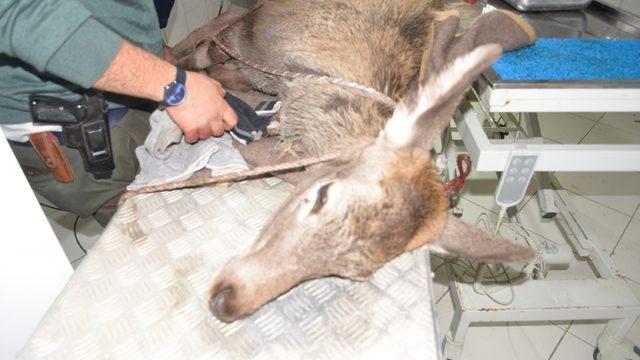 Vücudundan 60'a yakın saçma çıkartıldı! Yaralı geyik kurtarıldı