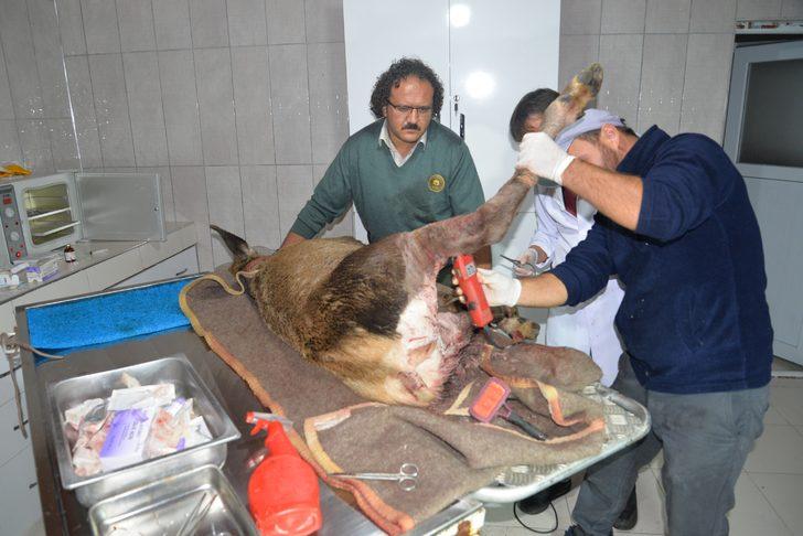 Vücudundan 60'a yakın saçma çıkartıldı! Yaralı geyik kurtarıldı G1