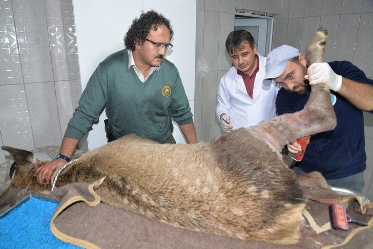 Vücudundan 60'a yakın saçma çıkartıldı! Yaralı geyik kurtarıldı G2