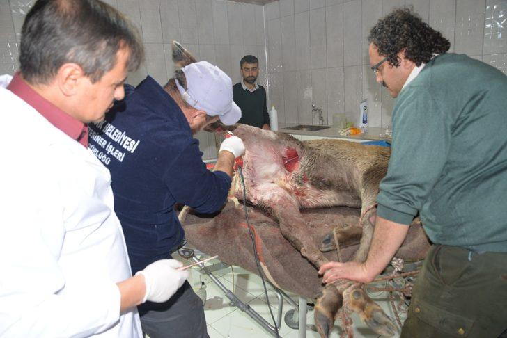 Vücudundan 60'a yakın saçma çıkartıldı! Yaralı geyik kurtarıldı G3