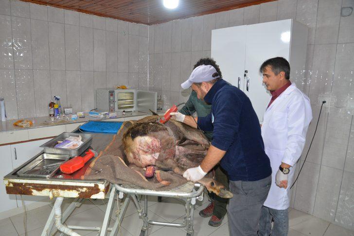 Vücudundan 60'a yakın saçma çıkartıldı! Yaralı geyik kurtarıldı G4