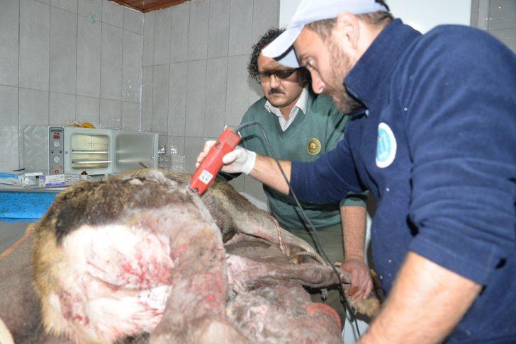 Vücudundan 60'a yakın saçma çıkartıldı! Yaralı geyik kurtarıldı G5