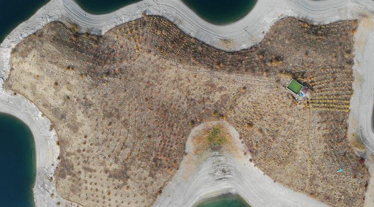 Diktiği 3 bin 500 fidanla adaya can verdi G1