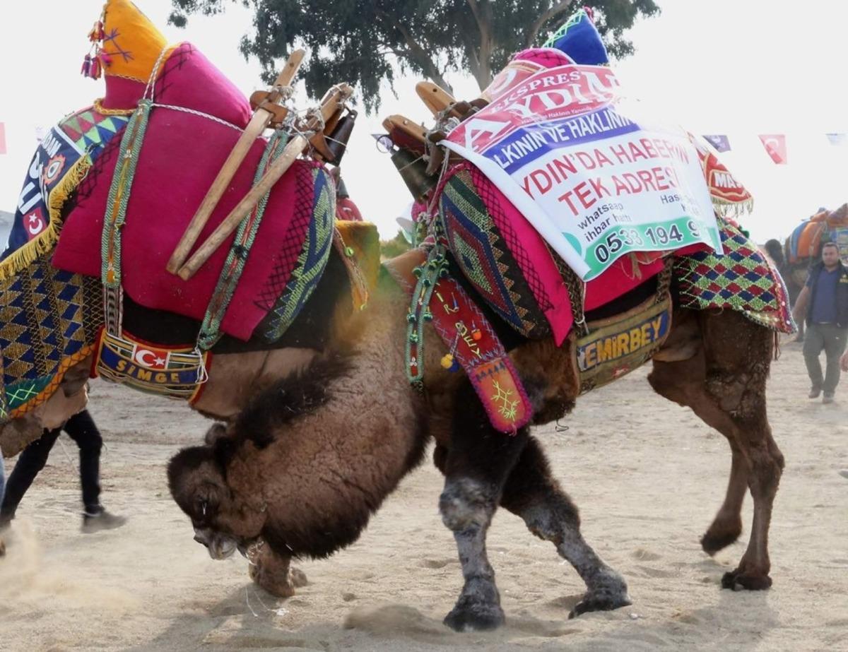 Deve g&uuml;reşi sezonu Efeler&rsquo;de başladı