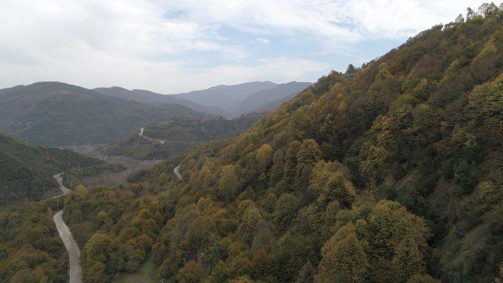 Kocaeli ormanlarında renk cümbüşü G1